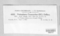 Podosphaera clandestina image